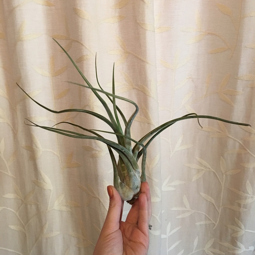 • SOLD OUT • ✨ Large Medusa Air Plant